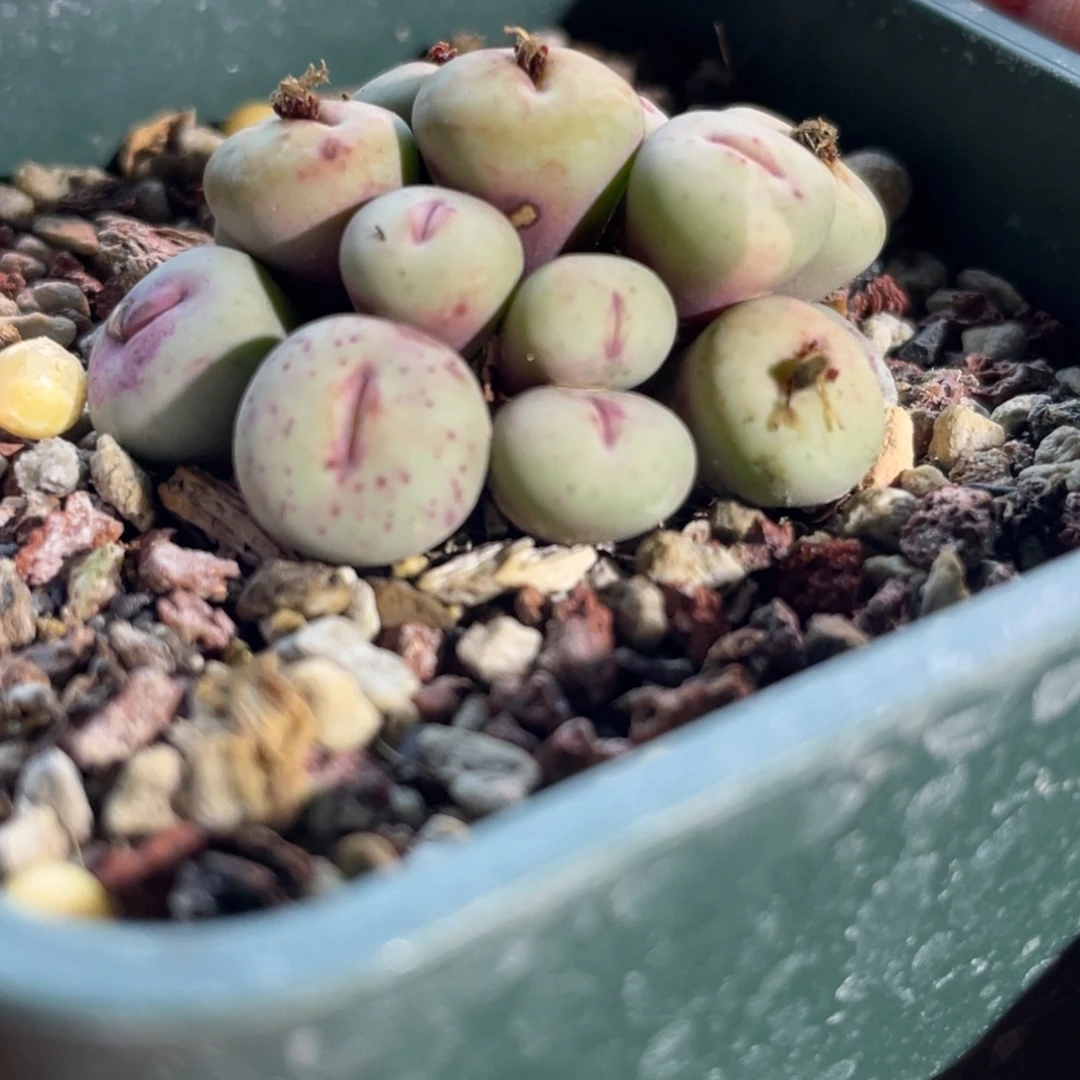 奶油嘴锦植物一物一拍