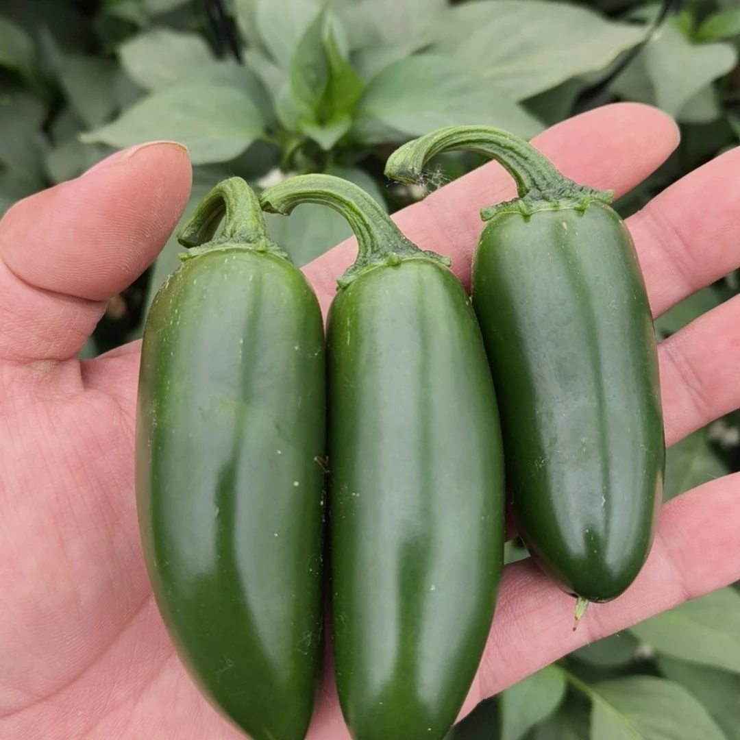 2025年新鲜港椒新鲜墨西哥椒辣肉厚头茬现摘先发