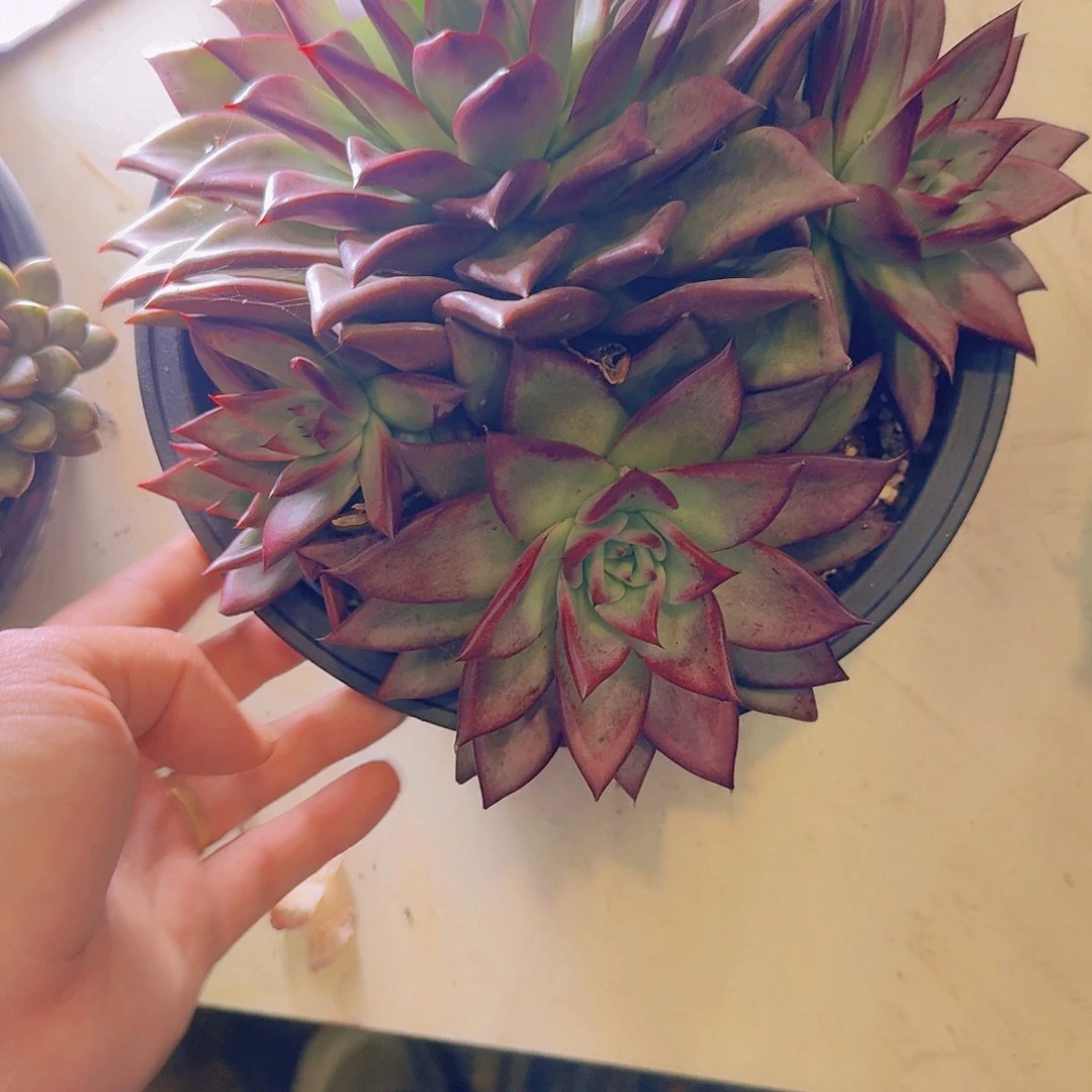 ****李9-19血罗多肉植物