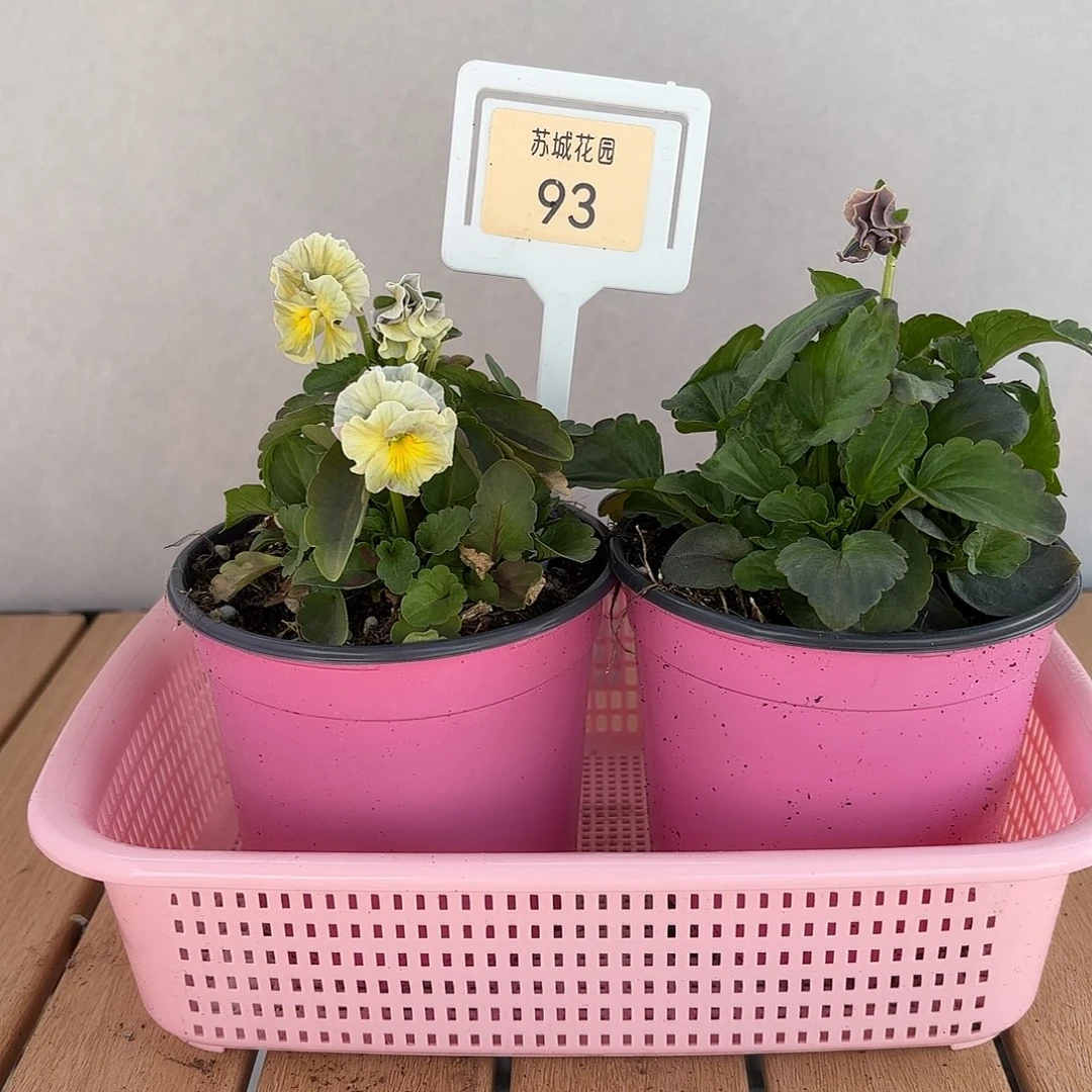 大部分开放少量花苞93