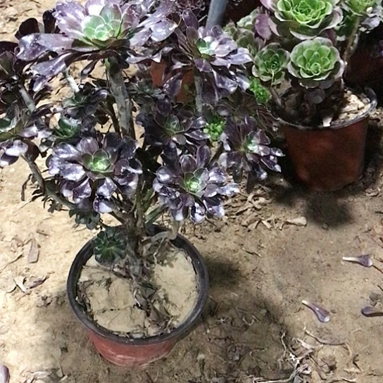 文***饰圆叶玫瑰000000038