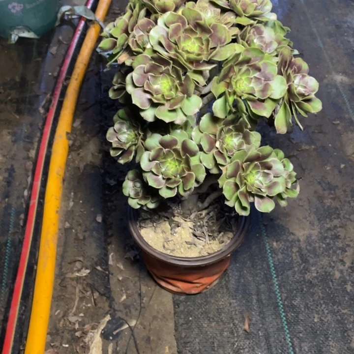 15灰法师多肉多肉植物