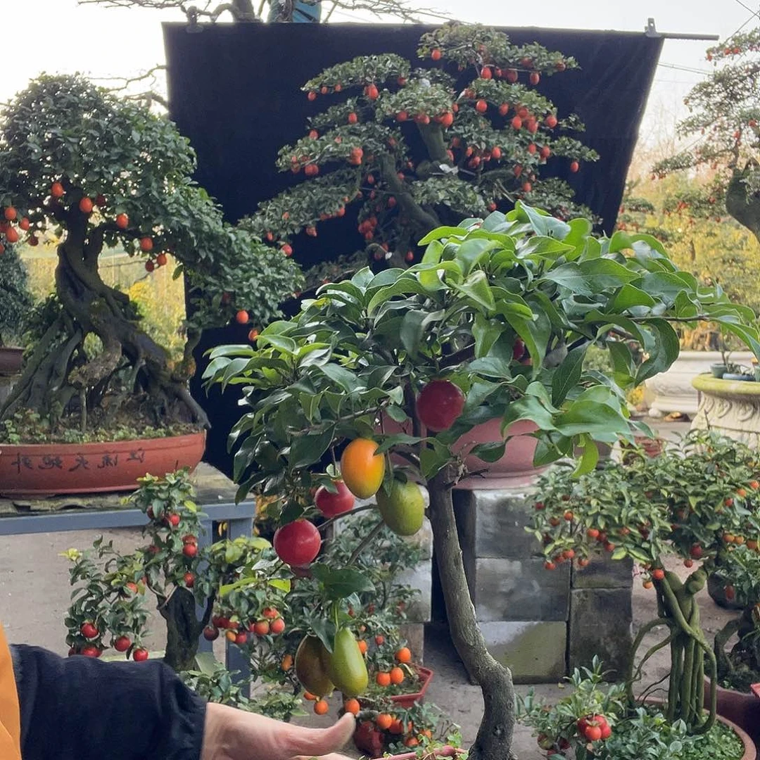 金弹子盆景的来来