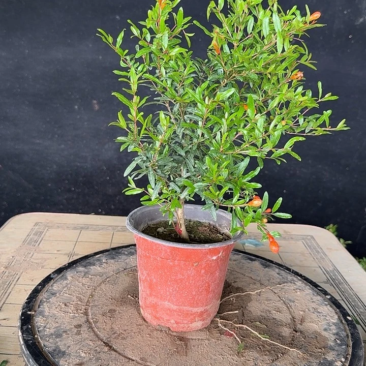 舜***舜完全开放三寸三寸