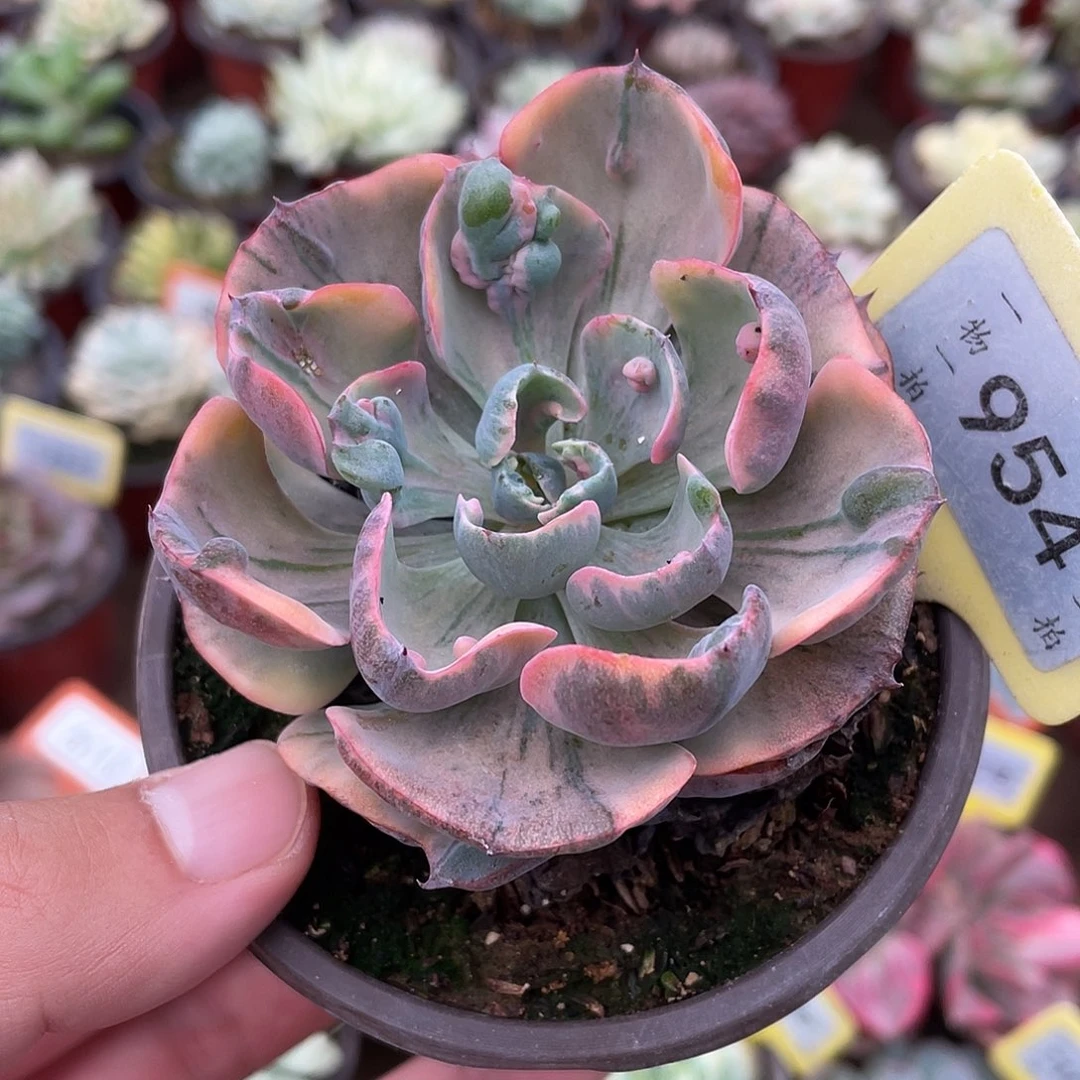 954号多肉雨滴锦植物