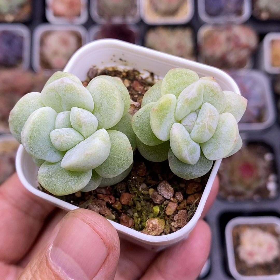 冰玉石化5厘米盆脱土发