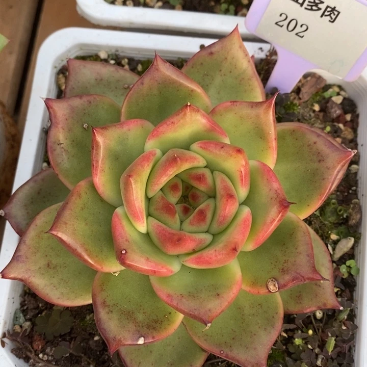 D202- 有伤福利 彩色吉拉姆