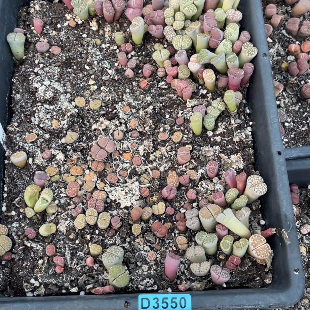 柳***心3550筐福利不售后
