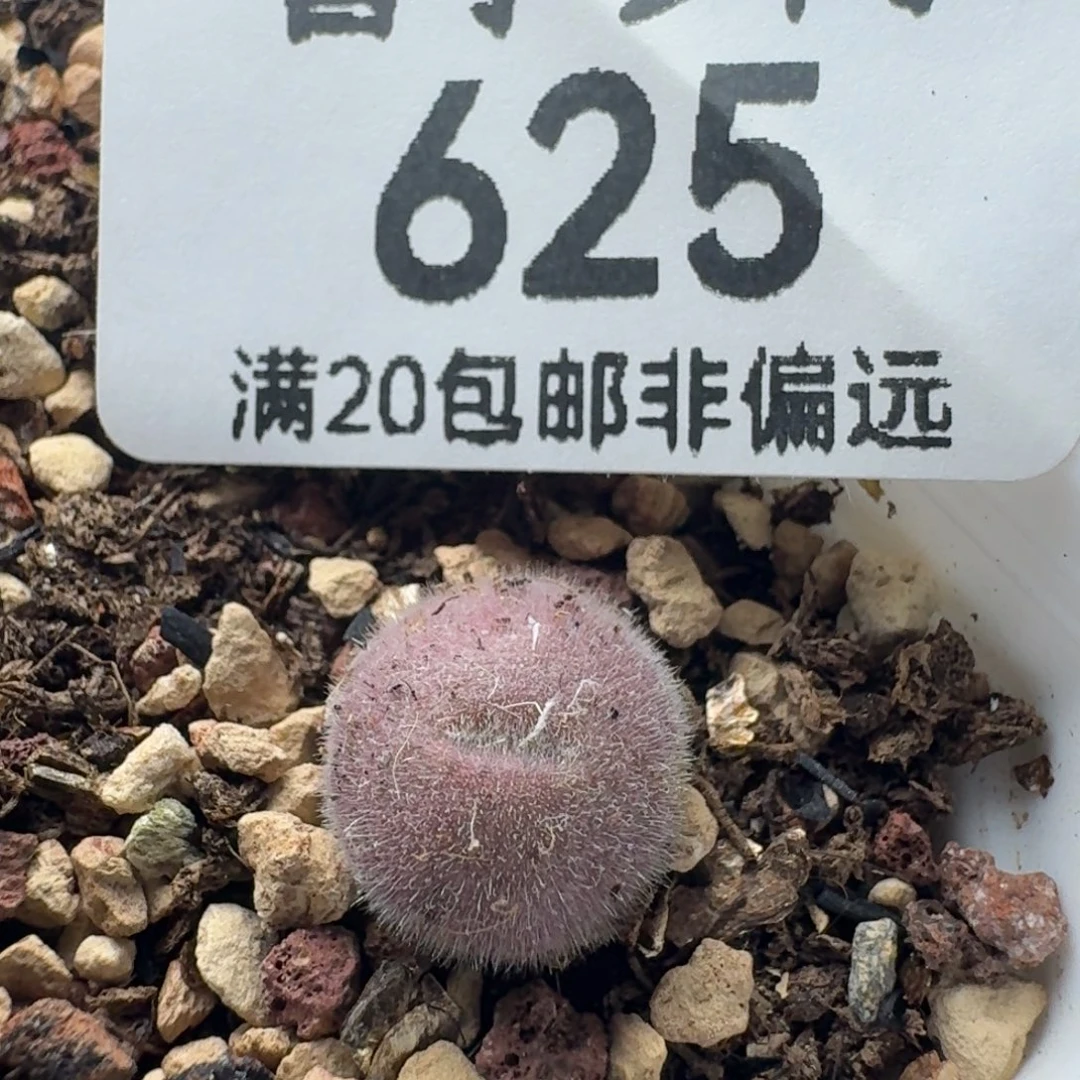 D毛球脱土。