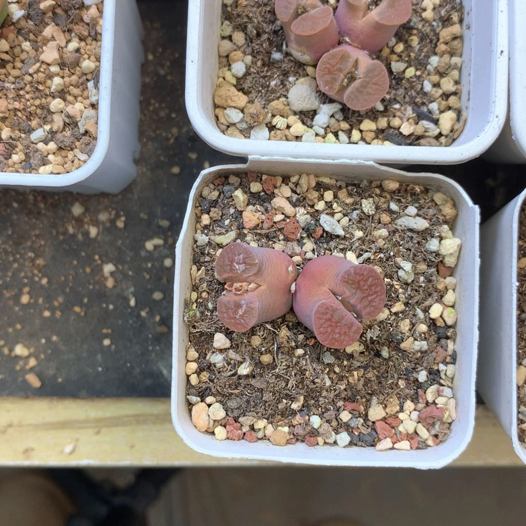 ゛**゛雨落专拍 肉锥植物