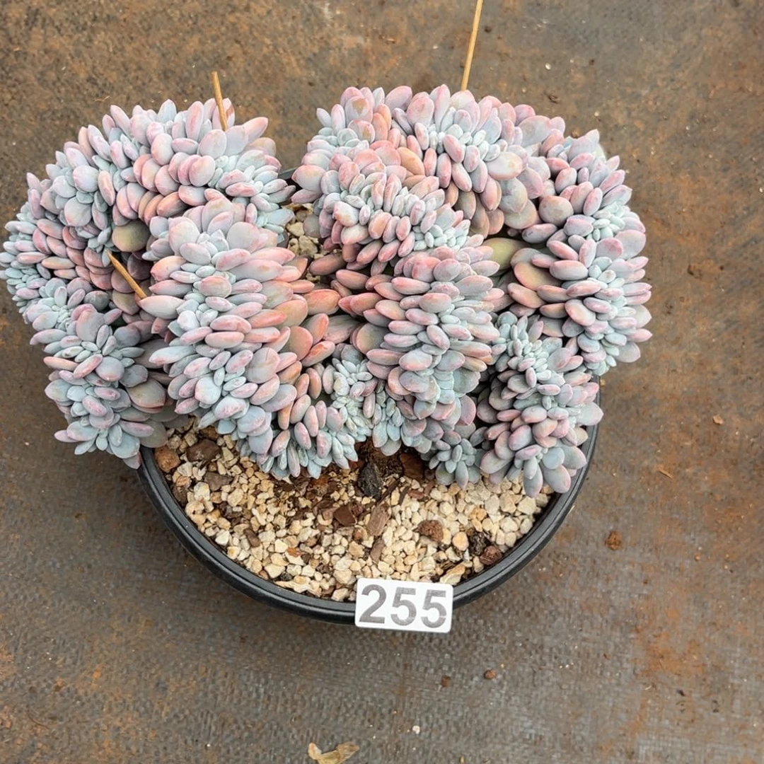 小***y255号新疆西藏内蒙古不包邮