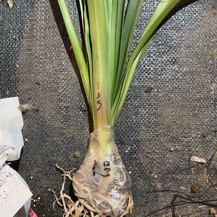 无花朵安陌1号两个侧芽