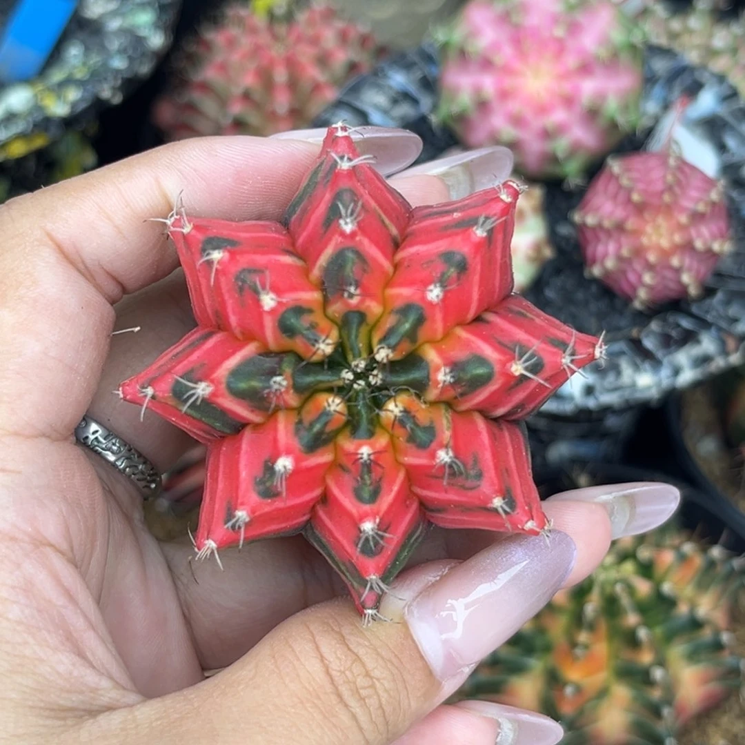 泰系米哈锦 实生 裸根发货