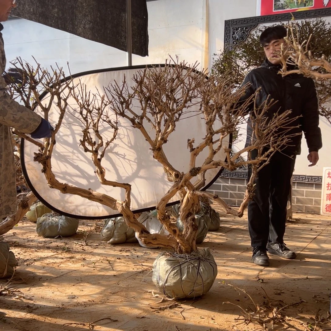 无花朵金银花开花25965555