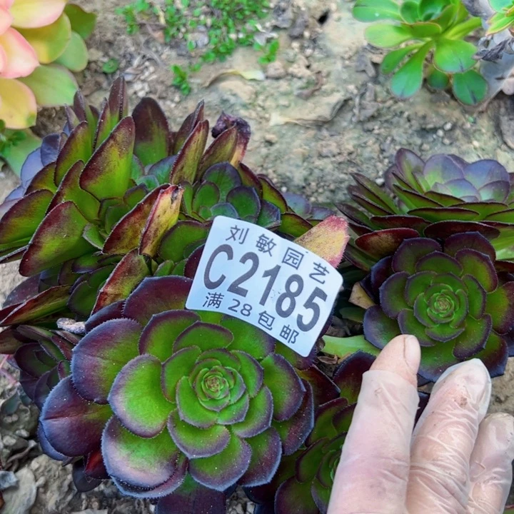 无根多肉植物法师2185