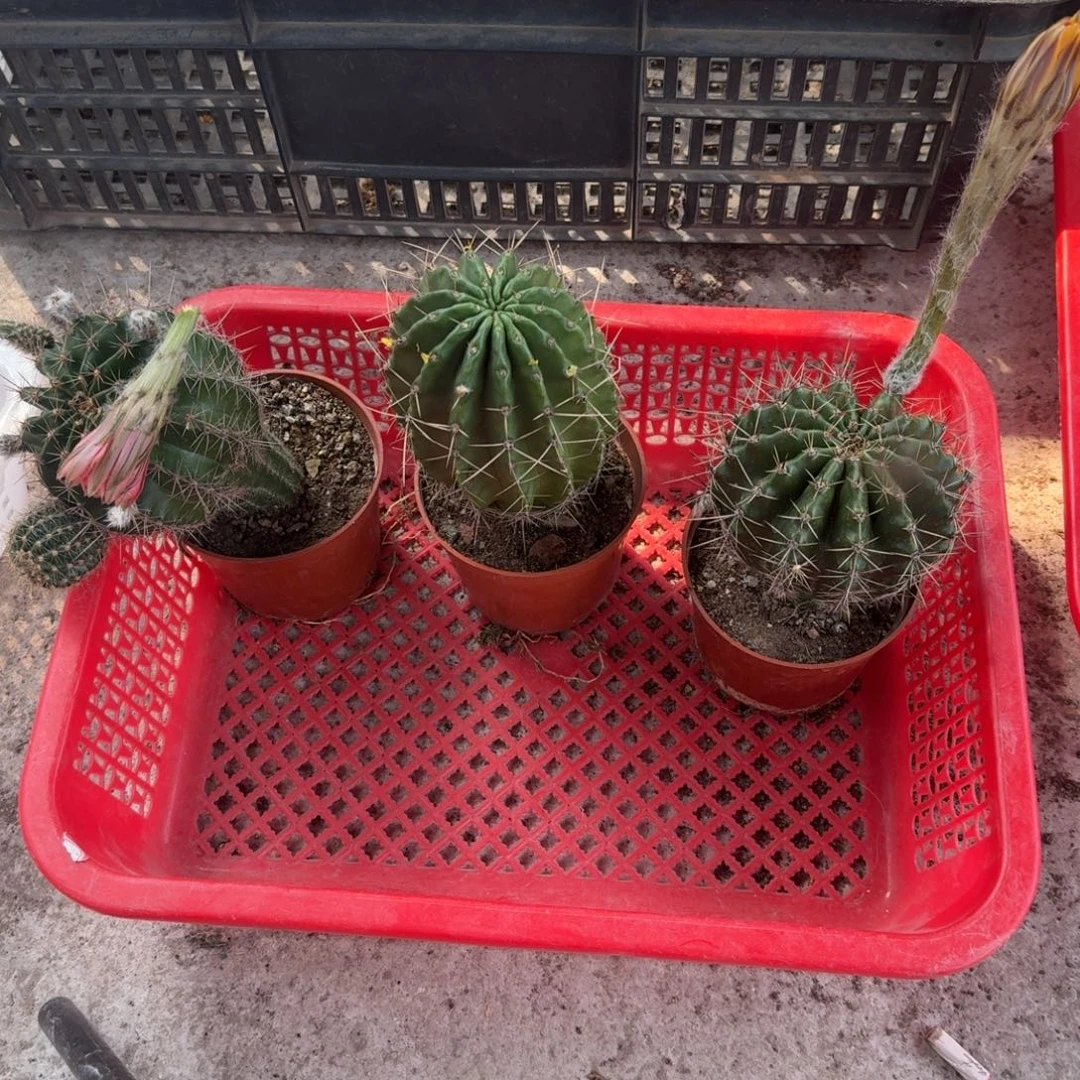 用***9无花朵彩草哈哈哈哈哈哈哈哈哈