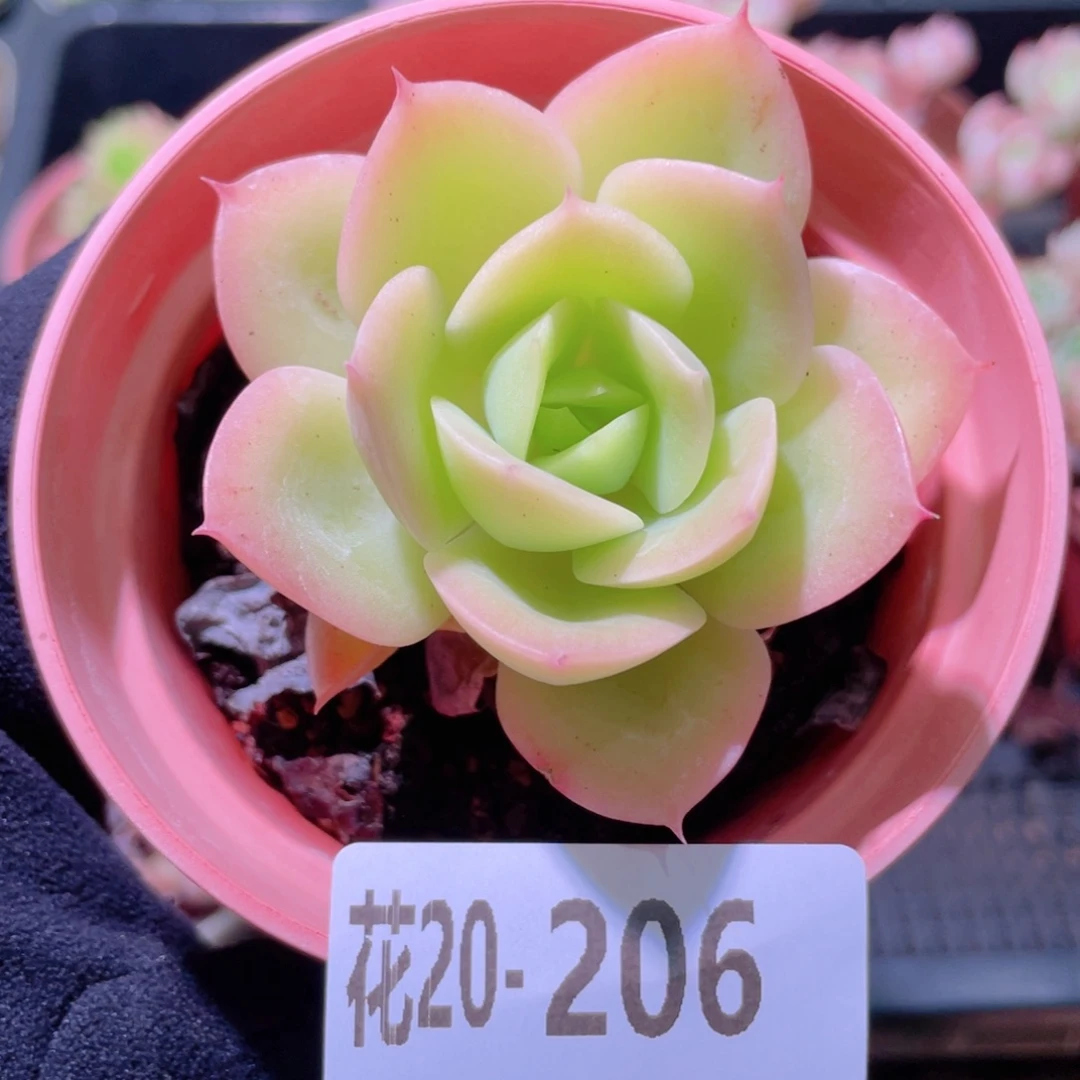 花利美20-206柠檬酸橙