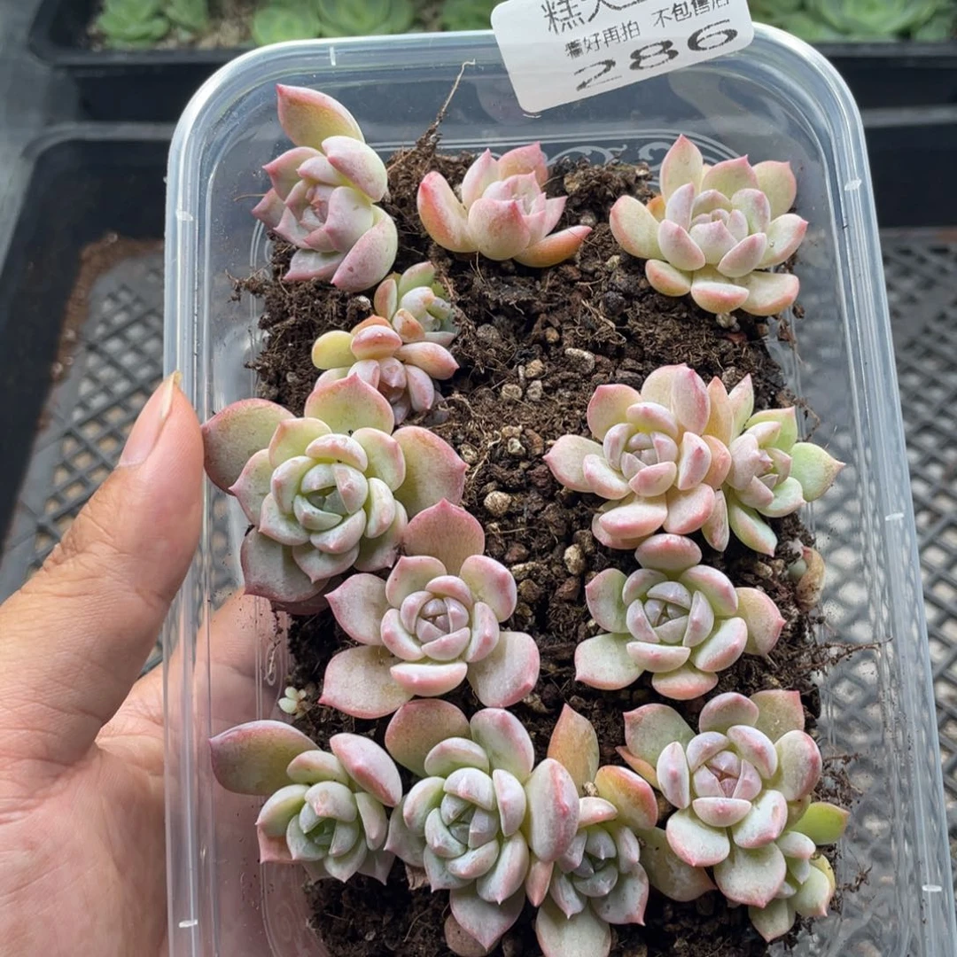 云糖心多肉植物286