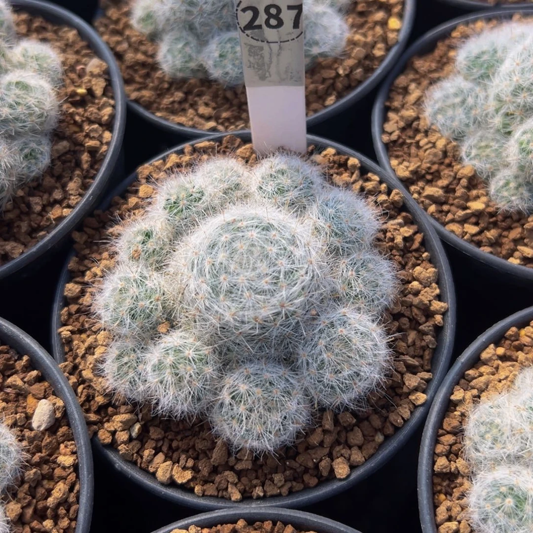 小惑星多肉植物带盆土287