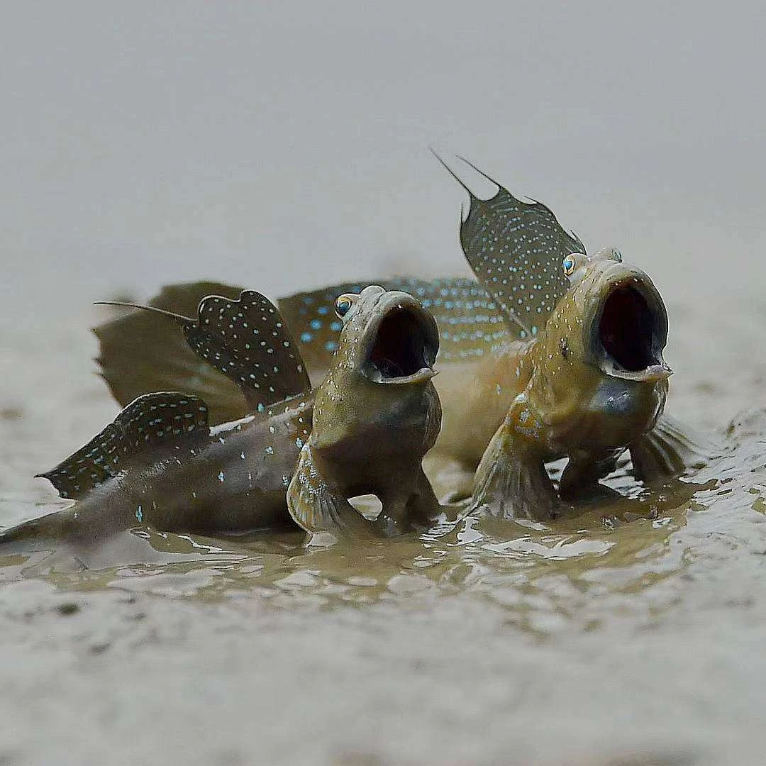 连云港海域跳跳鱼弹涂鱼海泥鳅海狗子