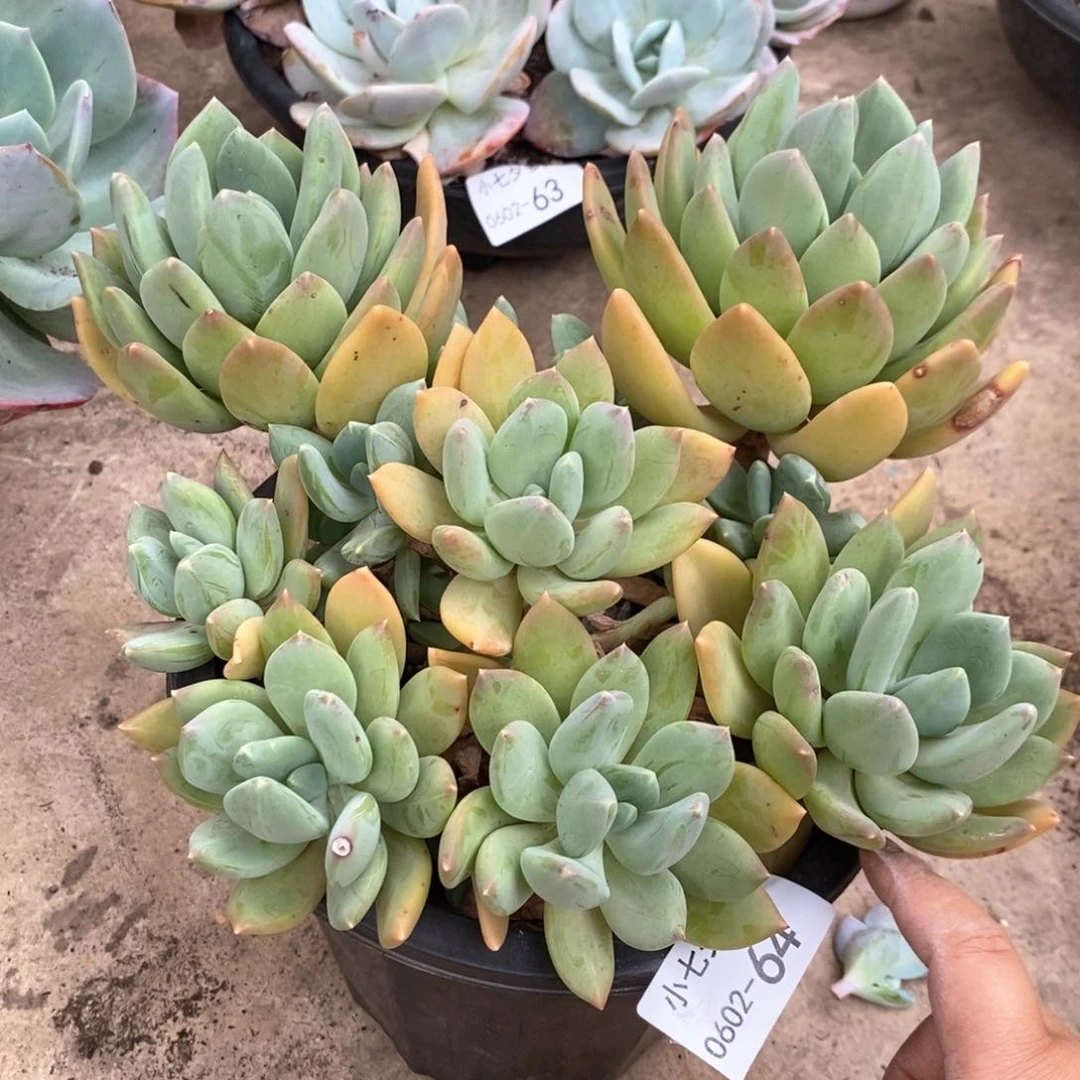 小七夕多肉海洋之星64