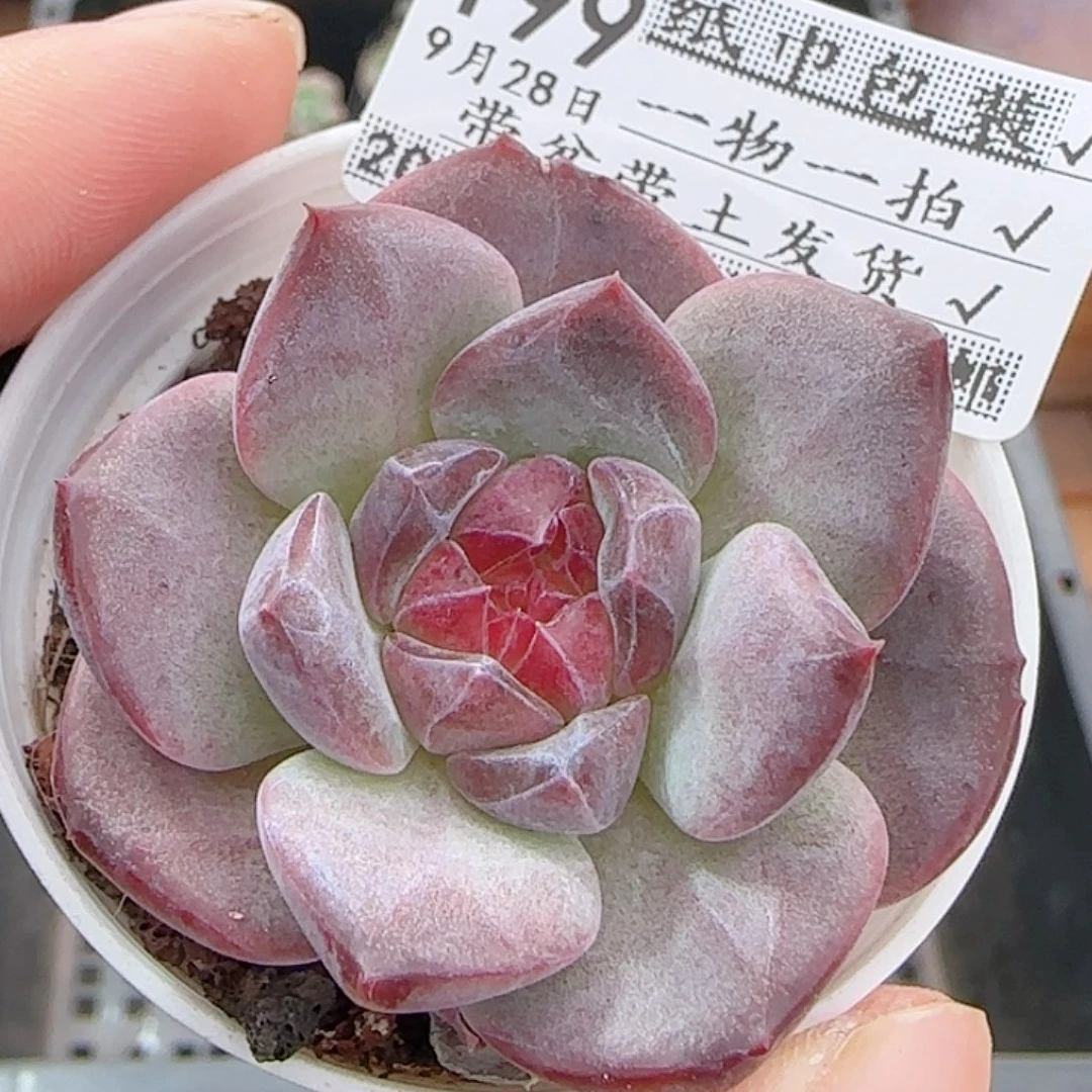 多肉0928--199琥珀天使珍妮