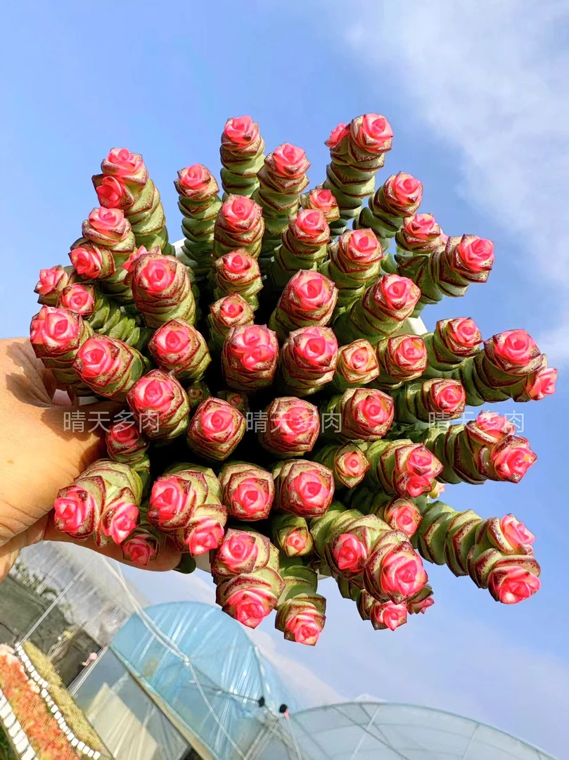 T【钱多多】寓意好室内外易爆崽 新手好养年宵纳福 云南发包售后