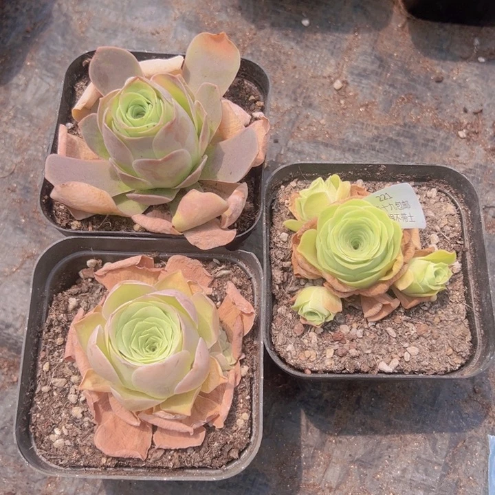 221 裸根不带土发货不包损