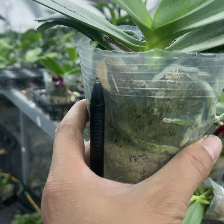 当前无花栽培后可以开花紫玉铃铛