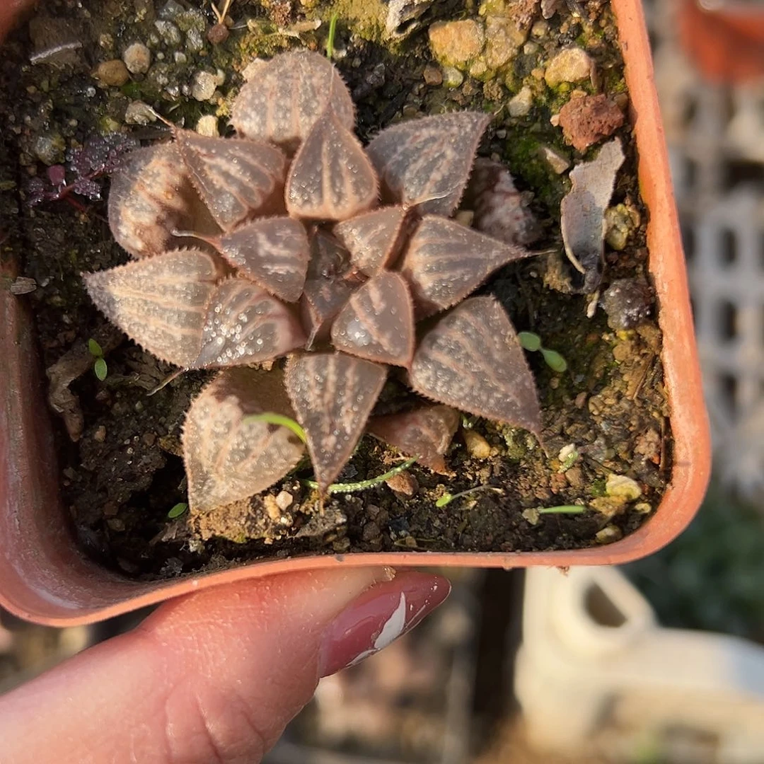 多肉植物雪景色单头