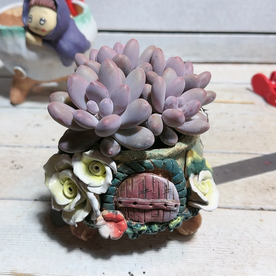 梅****h梅兰竹菊，盆56          盆