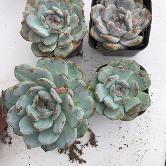 澄梦露4颗比较大的开播福利