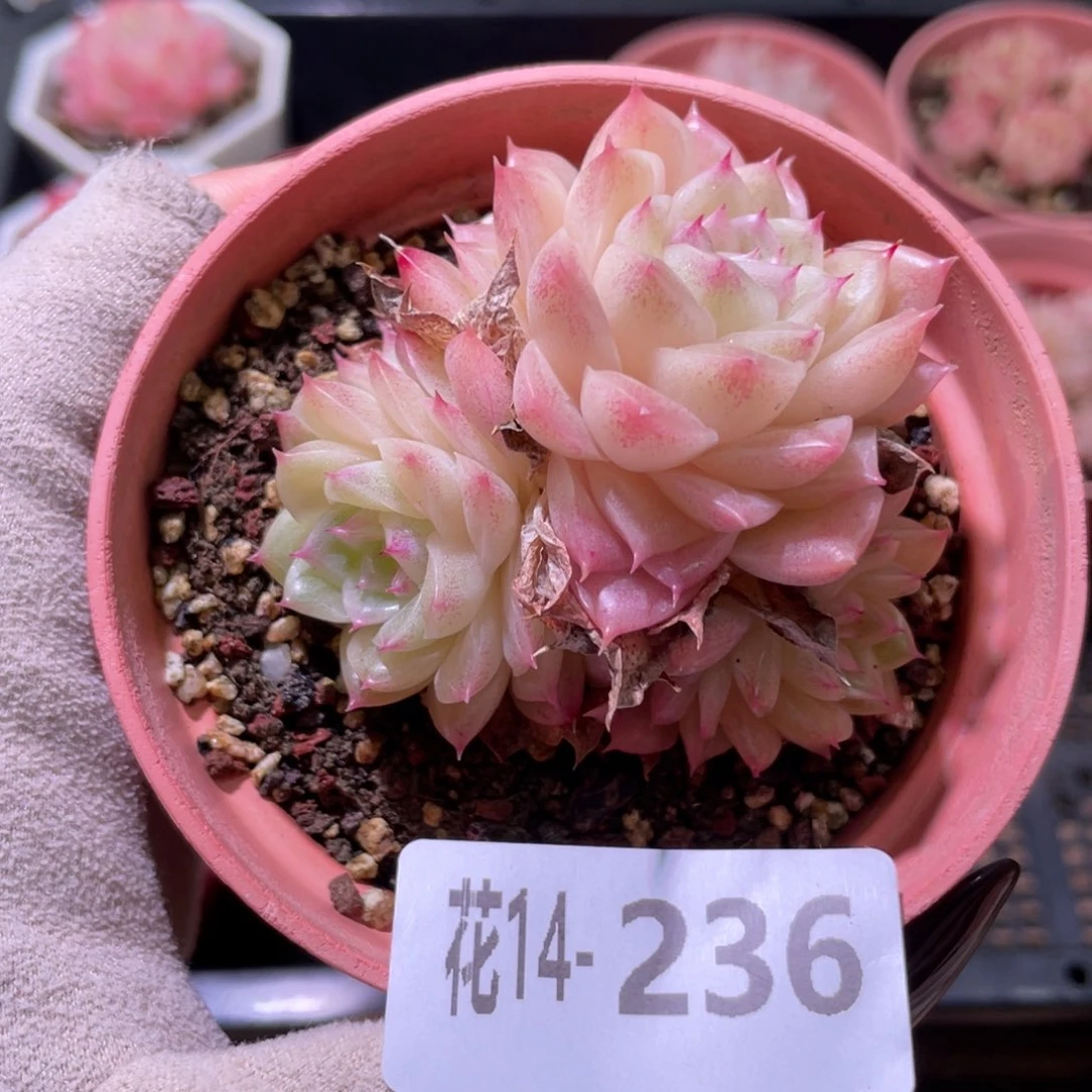 花利美14-236麦秆