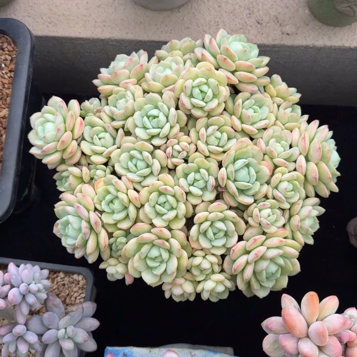 25厘米左右一物一拍的的