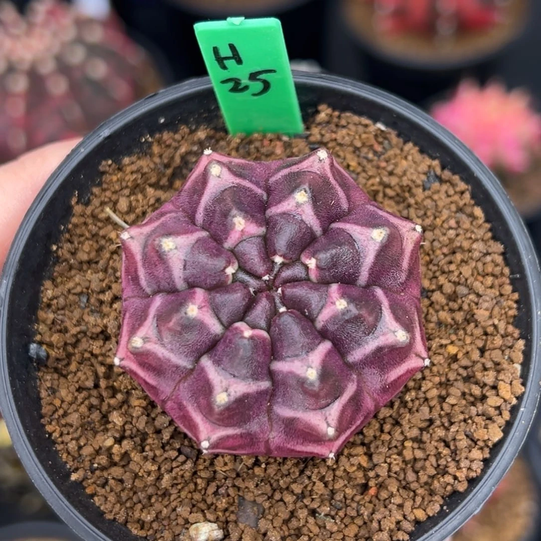 H25实生紫梦想，带盆土发货