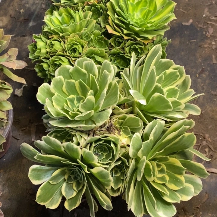 两盆多肉断头不包347