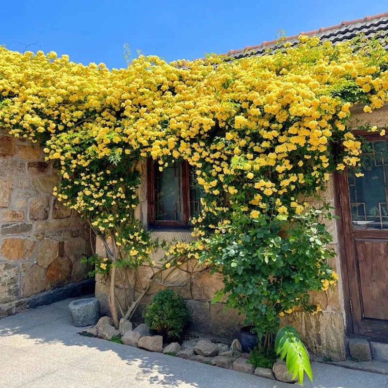 黄木香花苗爬藤植物庭院四季开花浓香木香花盆栽重瓣红白木香树苗