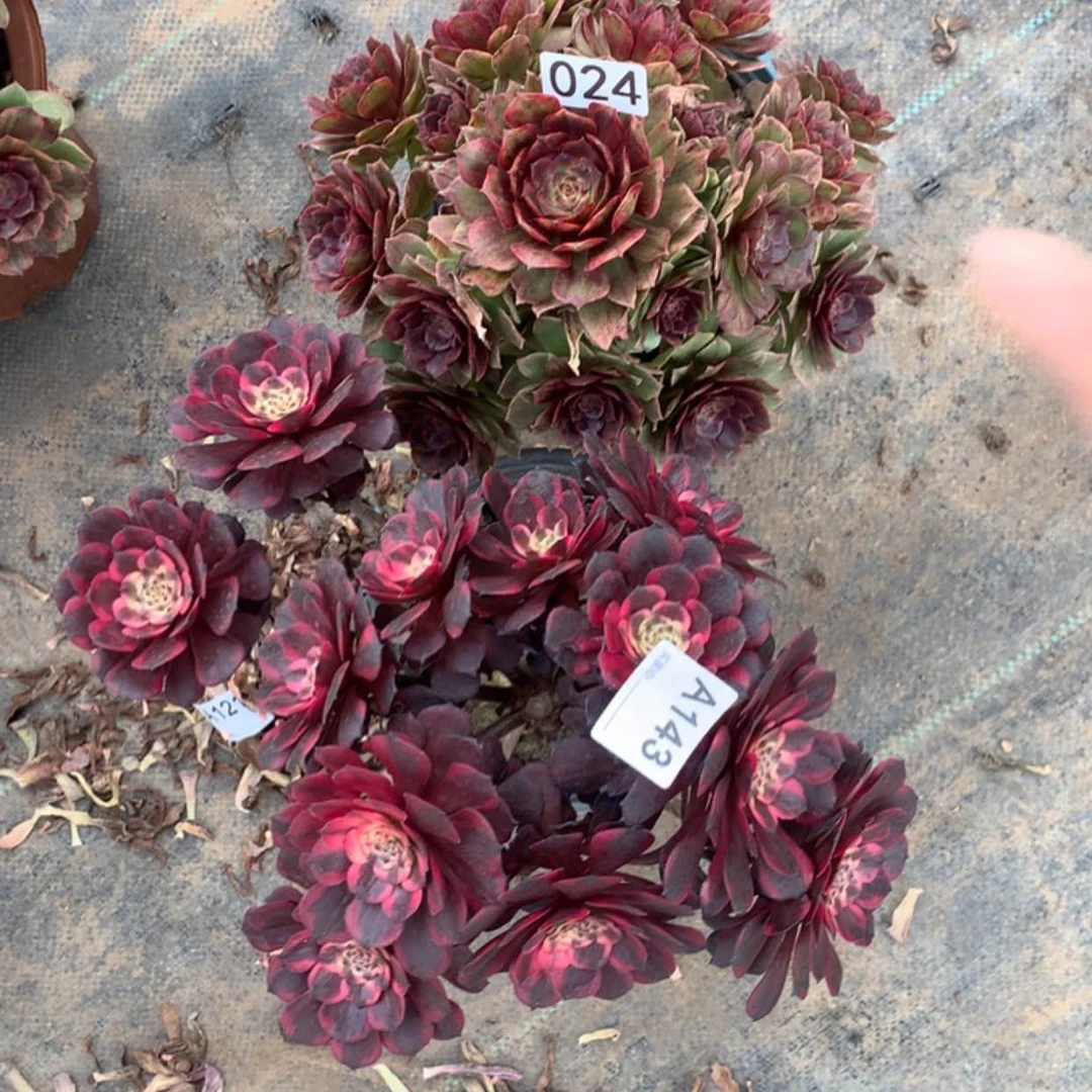 【闪购商品】24.143烟花，半夏