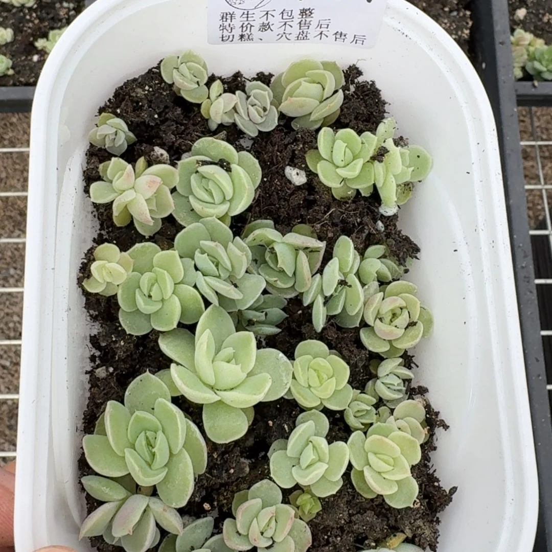 如图744白吉杂切糕一份不售后