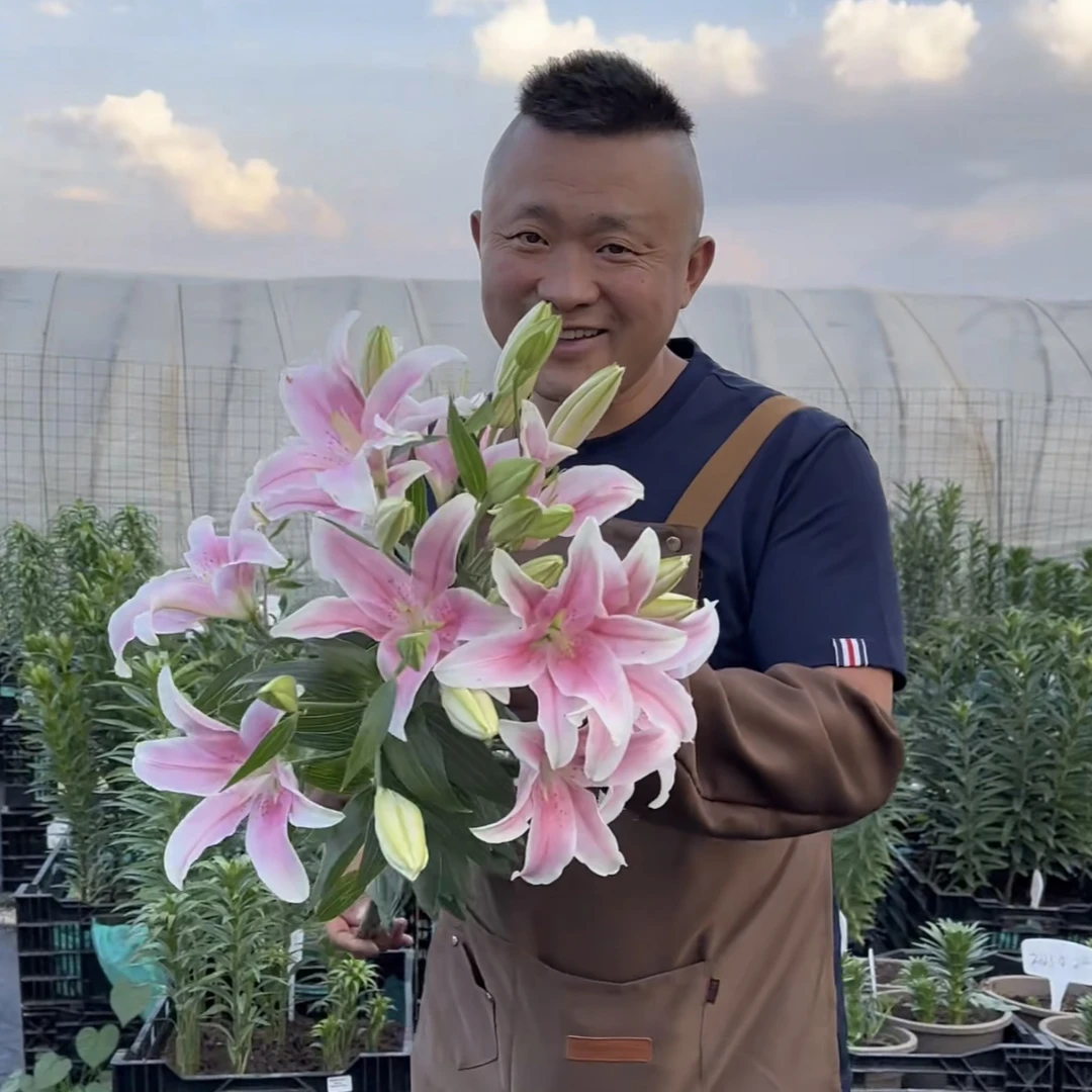 《索邦28/30》春百合大球1颗香水春天发芽六月左右开花