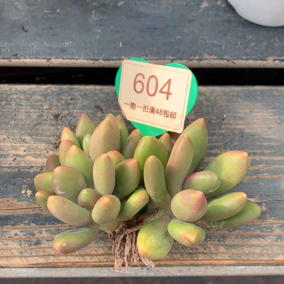 芒果奶无砍开播福利604