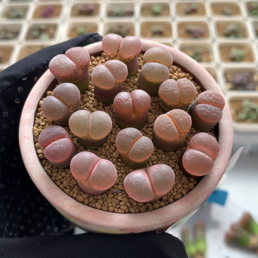 942温巴德c10一盆