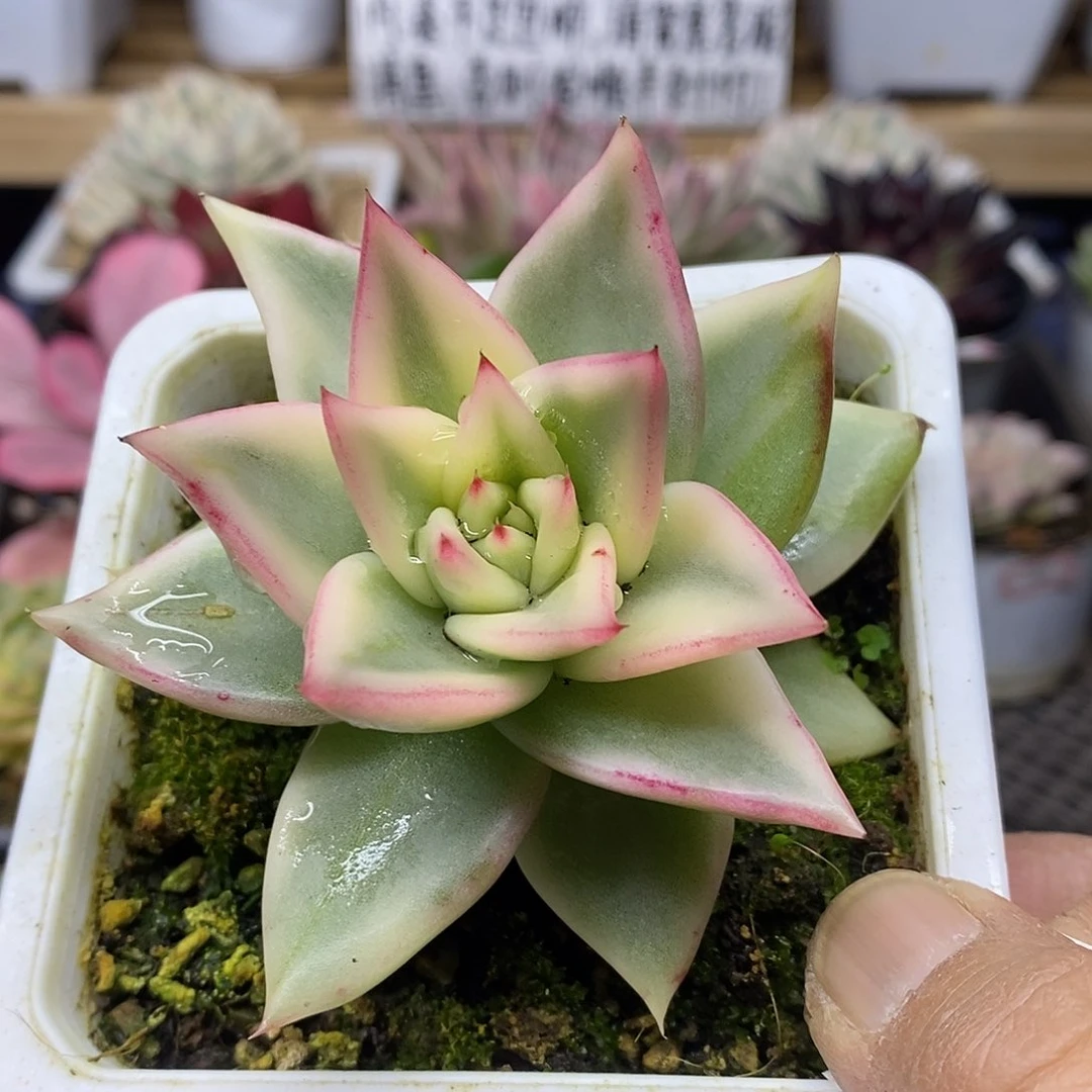 2867 乌木覆轮锦 需延时发货