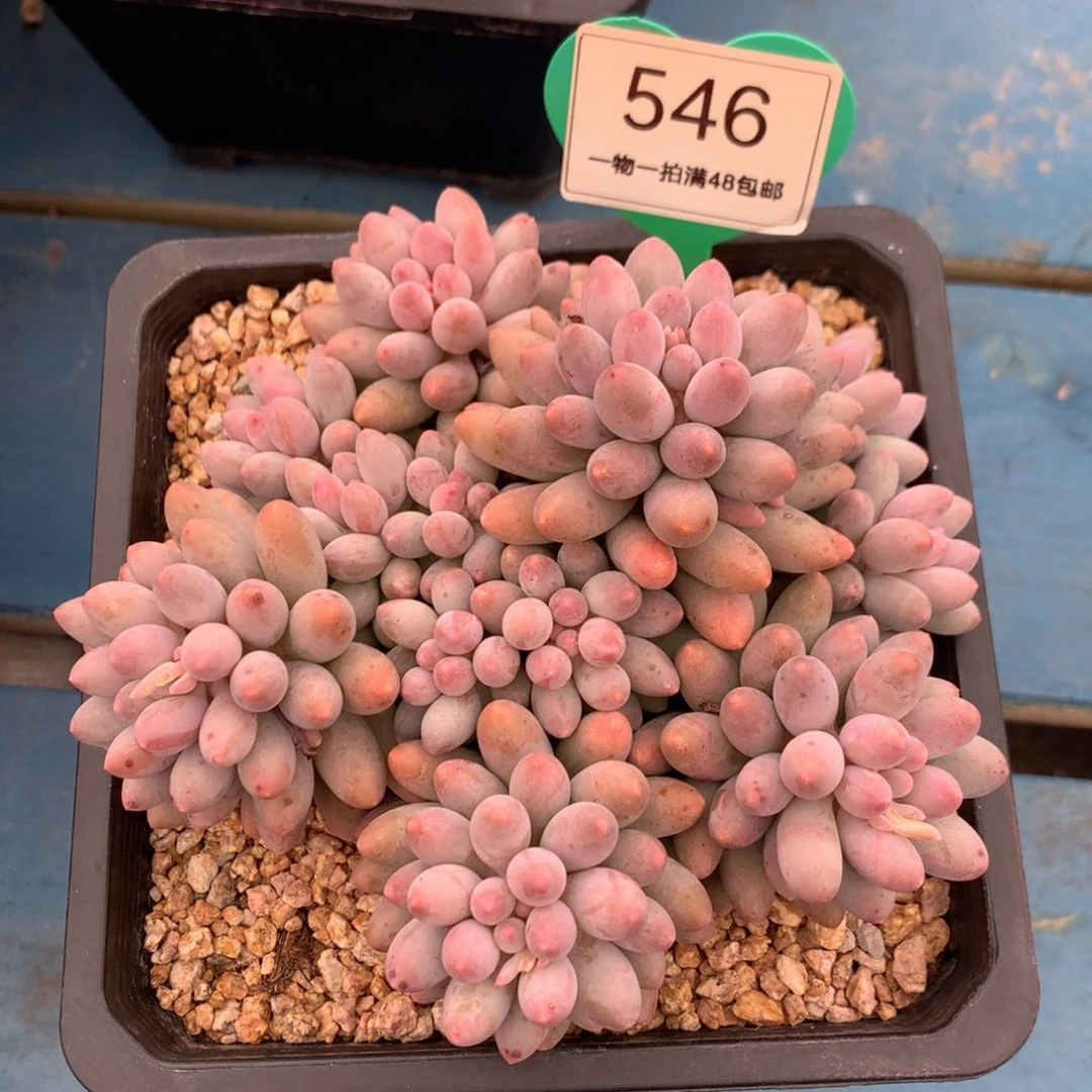 婴儿手指无砍平头546