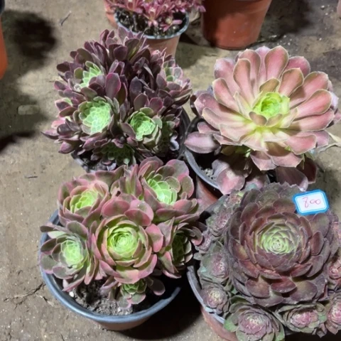 800多肉植物组合