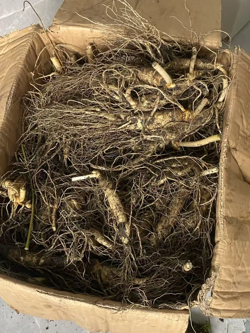 人参甩货   长白山鲜人参 鲜参 带泥发货 4年-6年送人参花 人参籽