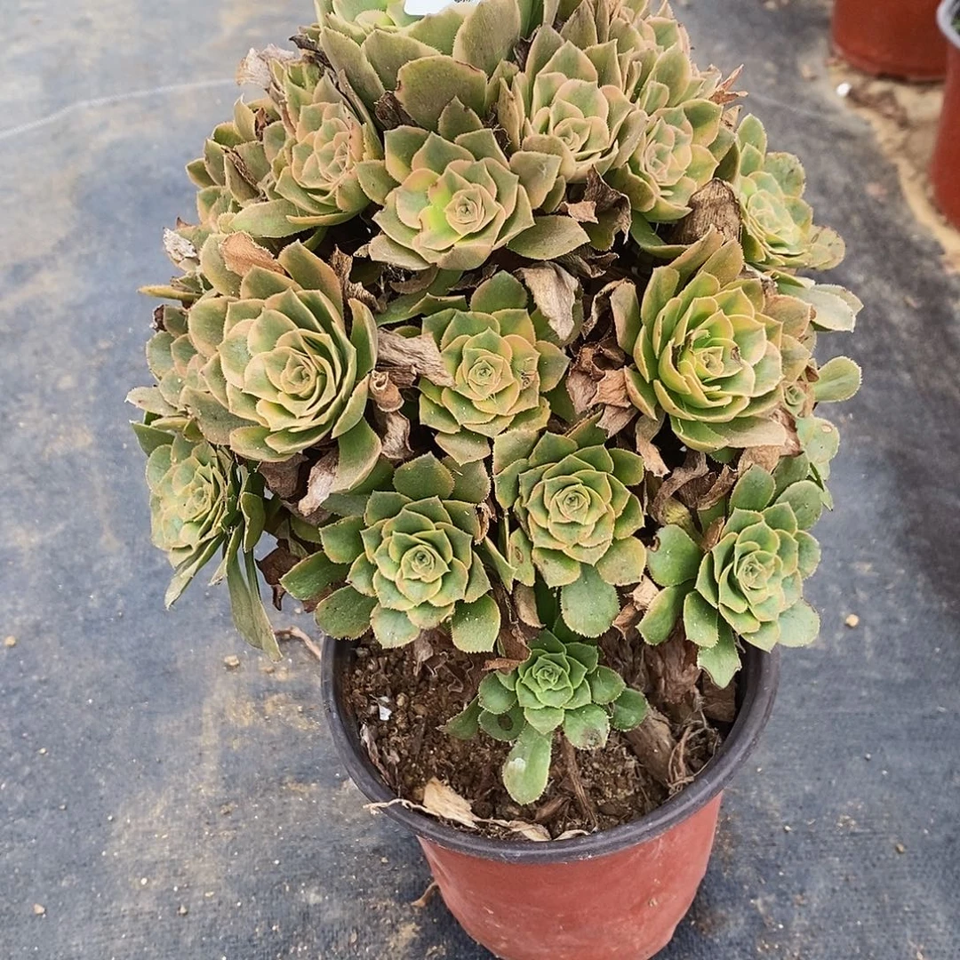 252知夏法师多肉法师锦