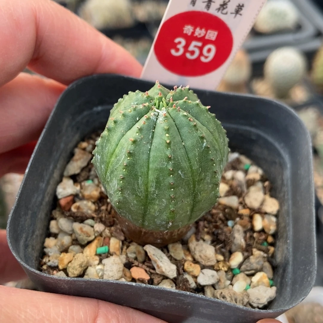 布纹球一棵仙人球