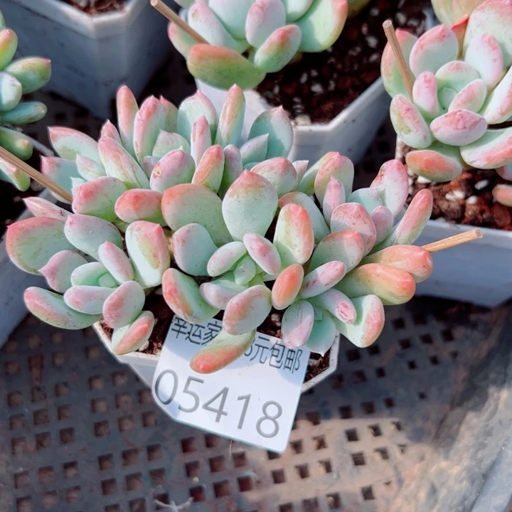 幸运的人会遇到你喜欢你喜欢