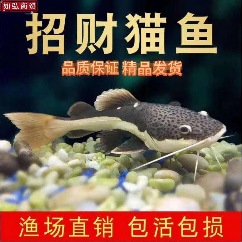 黄金招财猫鱼红尾鲶大型热带观赏鱼底层活体